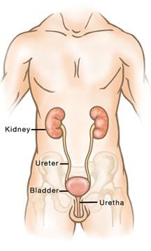 How the bladder works